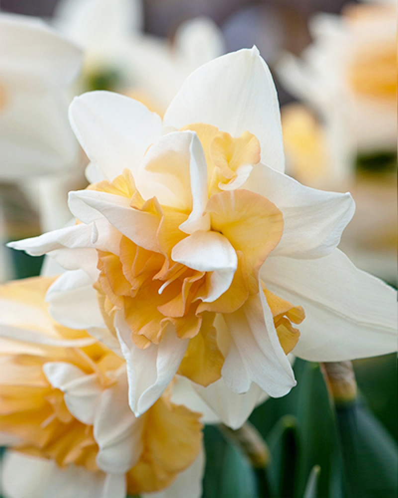 bloemen van deze prachtige narcissen soort lijken op waterlelies